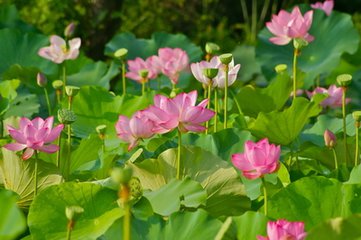 教你如何避暑拒绝炎夏闷热天气